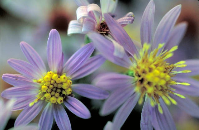 Short’s Aster