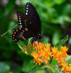Spicebush swallowtail butterfly on butterfly milkweed flowers