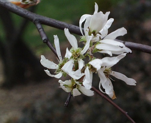 Serviceberry