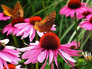 Plant Different Shapes, Sizes, and Colors of Flowers