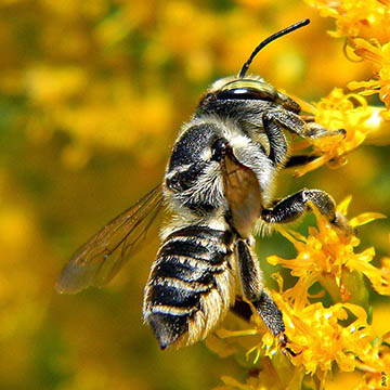 Leafcutter Bees
