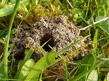 Provide Habitat for Ground Nesting Bees