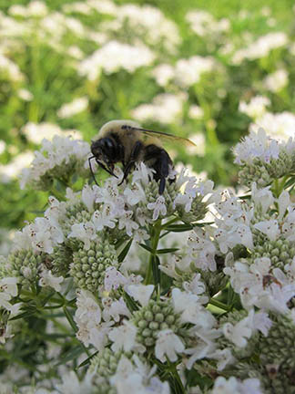Slender Mountain Mint