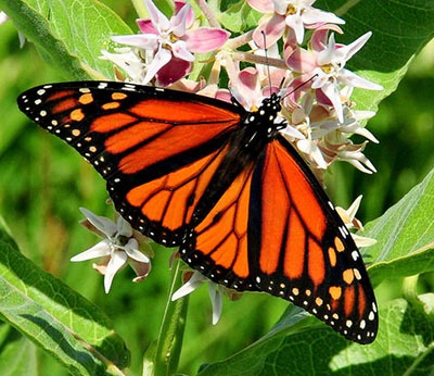 Monarch Butterflies and Their Migration