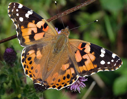 Painted Lady