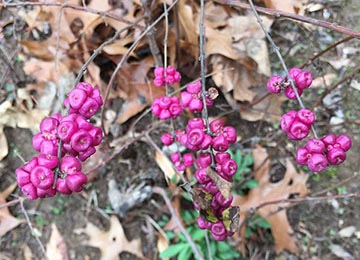 Coralberry