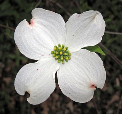 Flowering Dogwood
