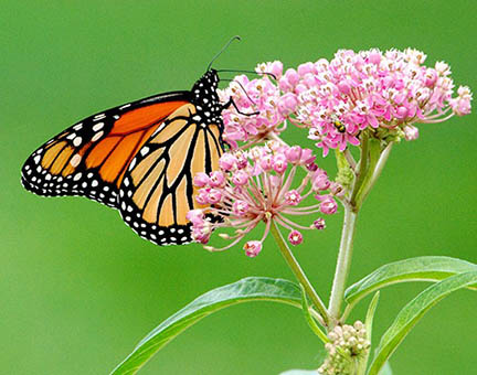 Plant Multiple Species of Native Milkweeds for Monarch Caterpillars
