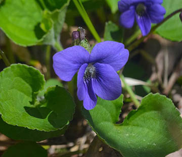 Common Blue Violet