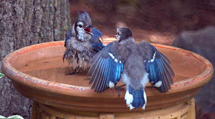 Provide Water for Birds
