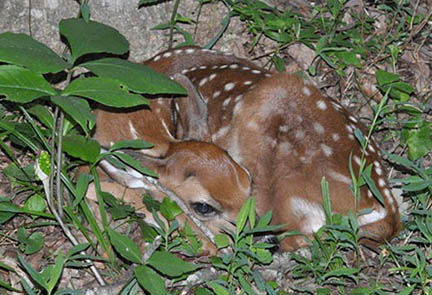 White-tailed Deer