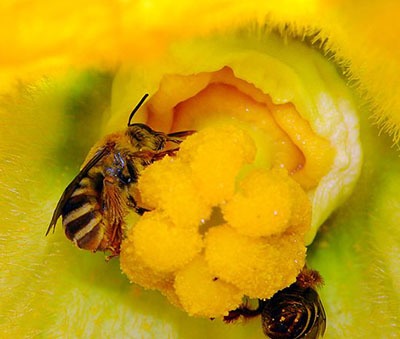Squash bees