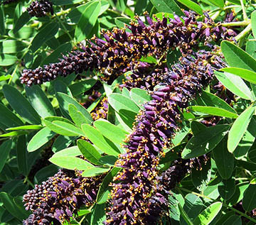 False Indigo Bush