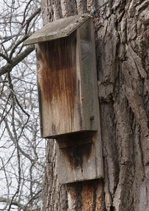 Install a Bat House