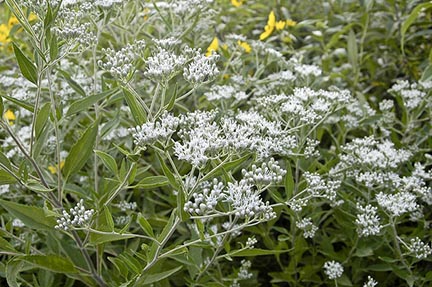Thoroughworts and bonesets – Some of the white flowers of fall