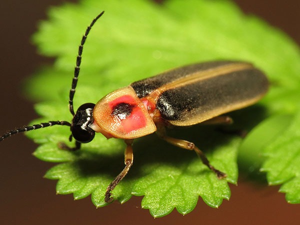 Fireflies and Lightning Bugs