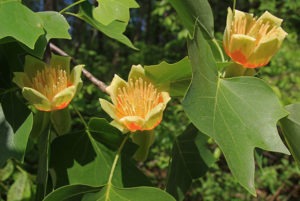 Tulip poplars – A source of abundant nectar and pollen for Kentucky pollinators