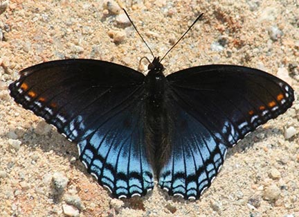 Red-spotted Purple – The dark blue and black butterfly that isn’t a swallowtail