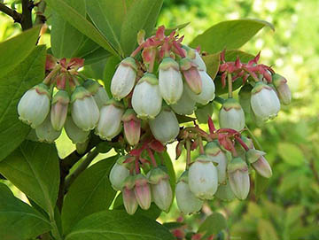 Highbush Blueberry