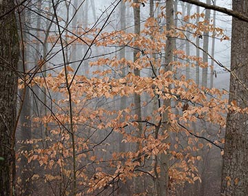 American Beech