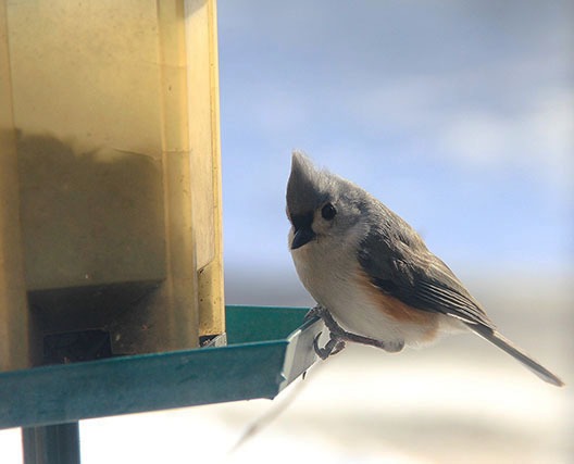 4 Common Types of Bird Seed and the Winter Birds They Attract
