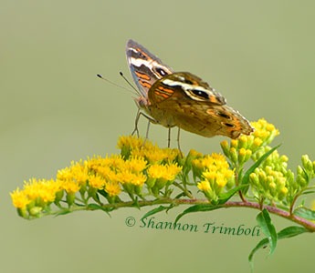 Goldenrods