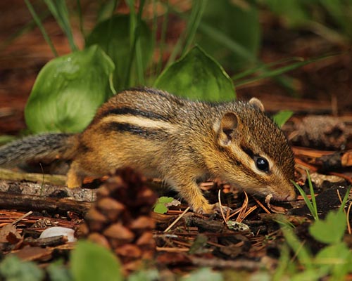 Discourage Squirrels and Chipmunks from Digging up Your Plants