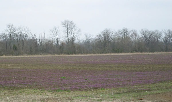 Henbit and Deadnettle