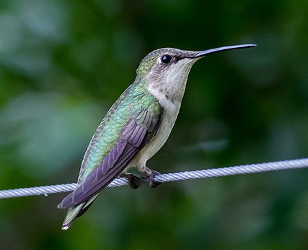 Don’t Bring Hummingbirds Inside to Warm Up