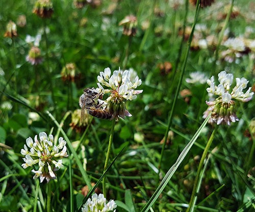 Mow Your Yard Less Frequently