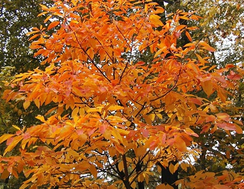 Sassafras – A Beautiful Native Tree Used by Wildlife and Humans