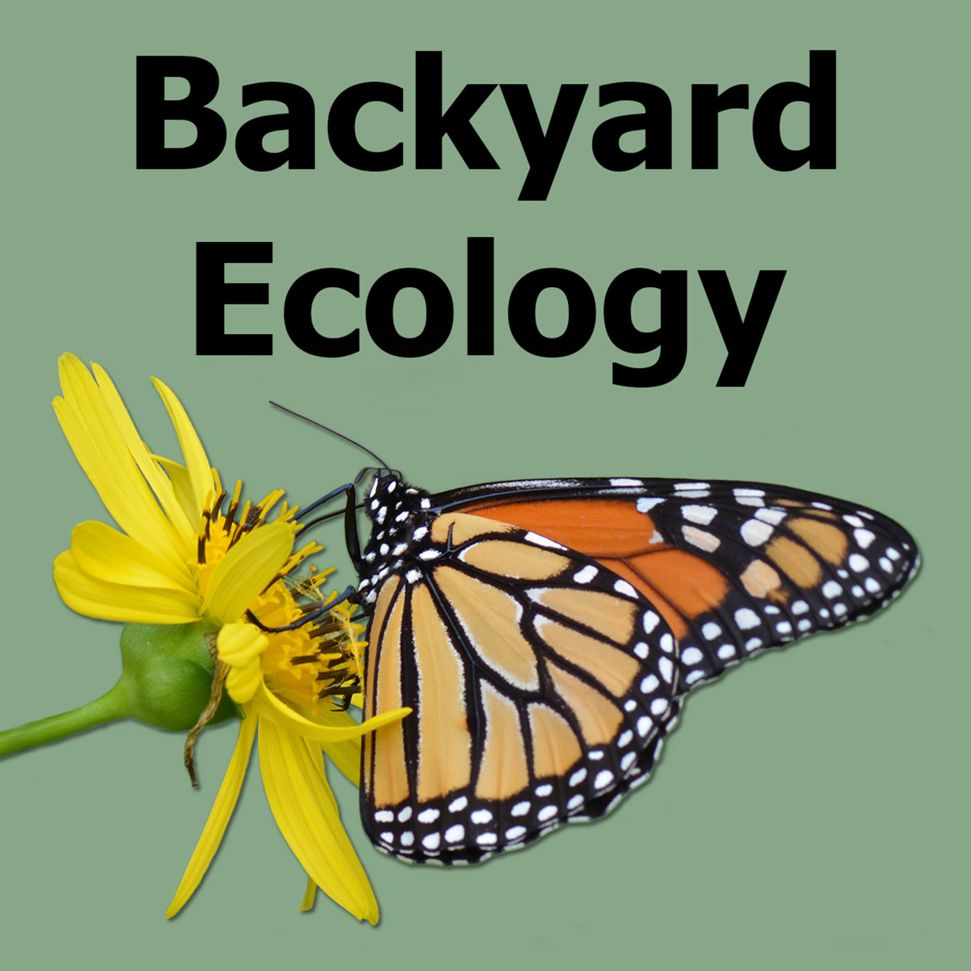 Announcing the Backyard Ecology Podcast