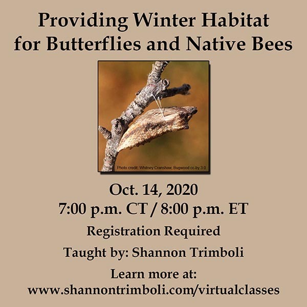 Upcoming Virtual Class: Providing Winter Habitat for Butterflies and Native Bees