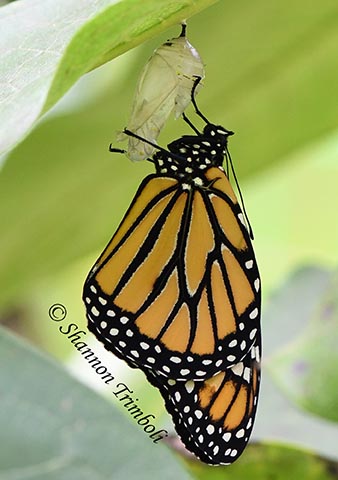 What does the endangered species ruling for the monarch butterfly really mean?