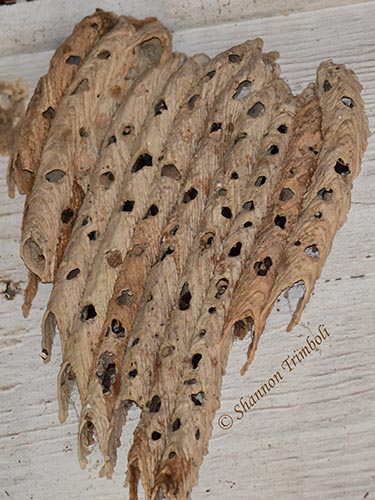 Let Birds Take Care of Mud Dauber Nests