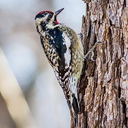 Yellow-bellied sapsucker – The only migratory woodpecker in the Eastern U.S.