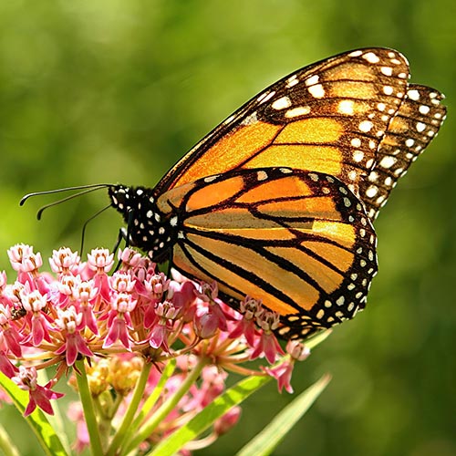 Milkweeds in Urban and Suburban Monarch Waystations with Dr. Adam Baker