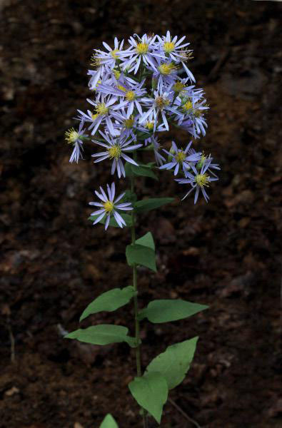 Wavy leaf aster – A late feast for pollinators