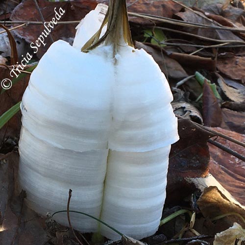 Nature-related Discoveries in My Yard and Community – November 2020