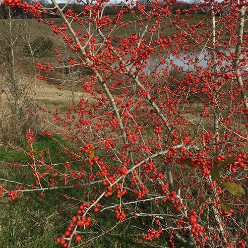 Possumhaw: A deciduous holly