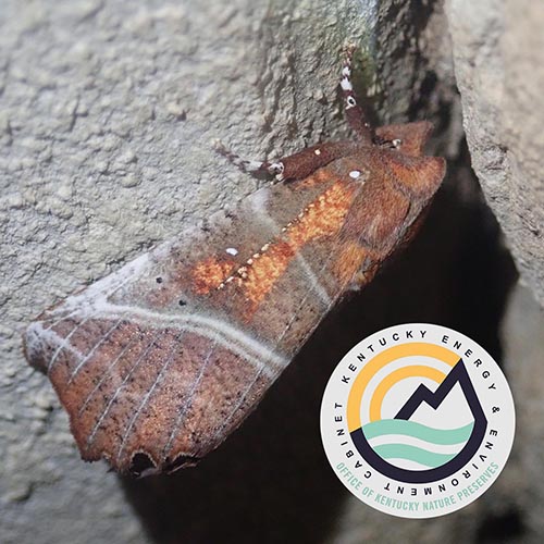 Moths in the Winter with Shelby Fulton