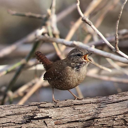 Winter Wren: One of our “other” wrens