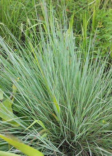Little Bluestem: A Native Grass for Prairies and Gardens