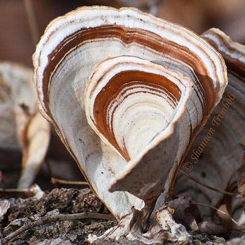 Nature-related Discoveries in My Yard and Community – December 2020