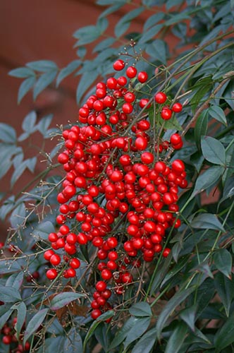 Replace Nandina, the Not So Heavenly Bamboo