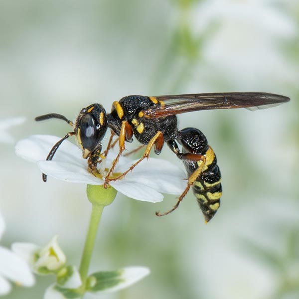 Wasps: Victims of an Often Undeserved Reputation