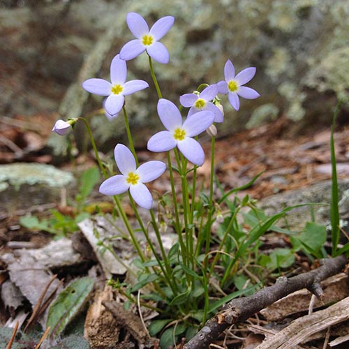 Common Bluets: Delicate Blue Flowers of Spring