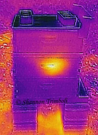 Honey Bees and Native Bees in the Winter