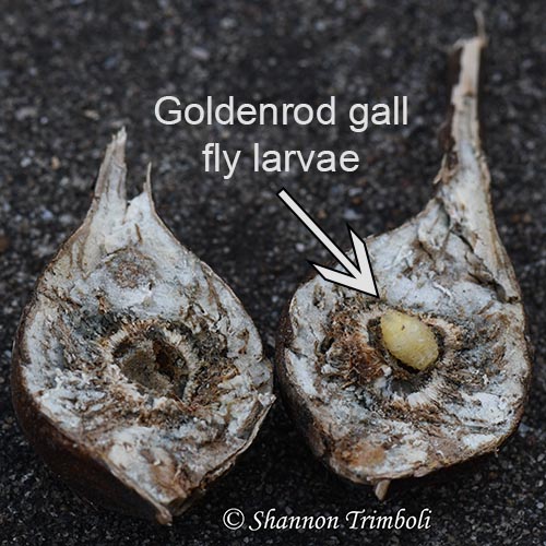 Nature-related Discoveries in My Yard and Community – January 2021