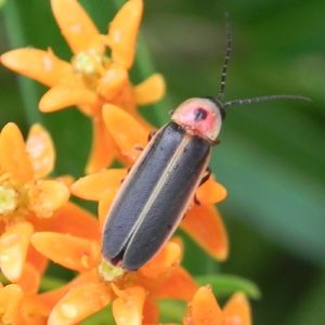 firefly on butterfly milkweed flower